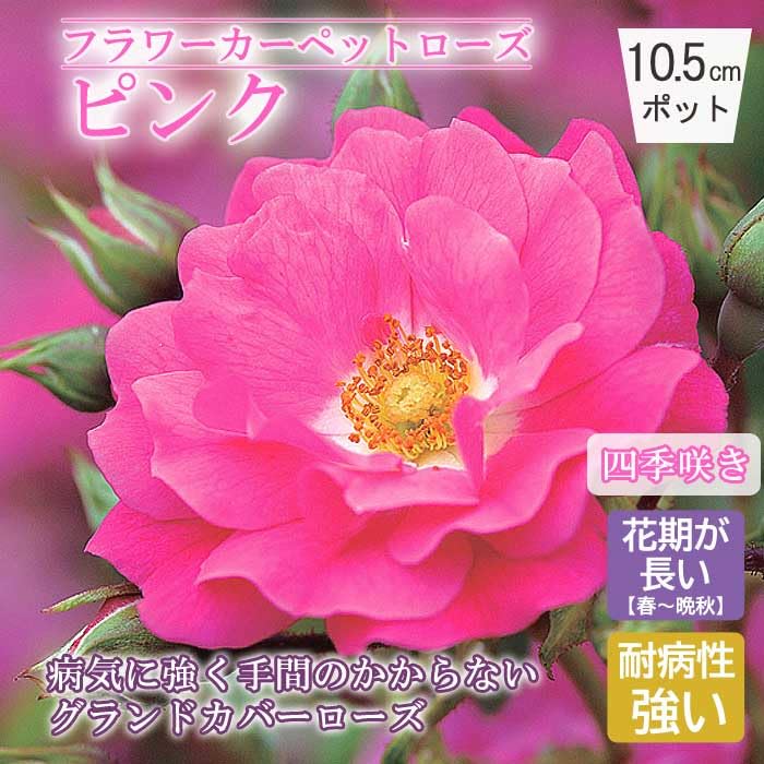 Amazon.co.jp: フラワーカーペットローズ ピンク バラ 苗 ローズ 10.5